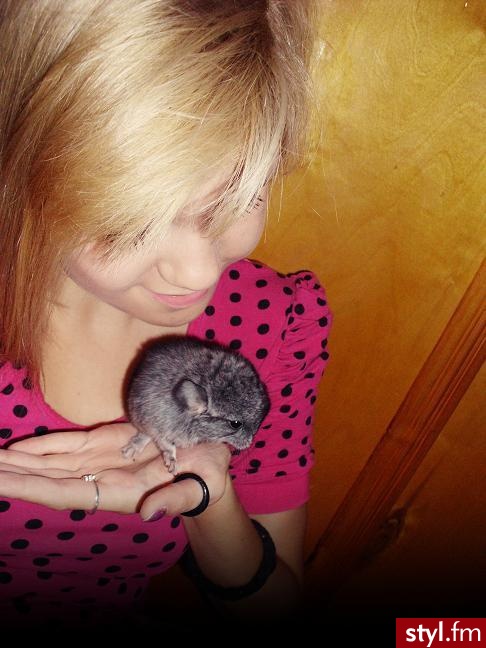 Blond Rozpuszczone Proste Na co dzień Krótkie Fryzury