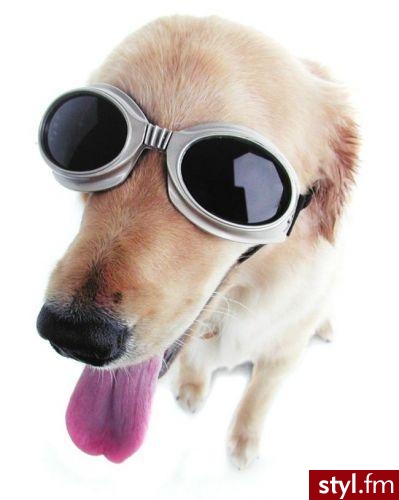 Dogle - okulary dla psa - Gadżety Inne Moda