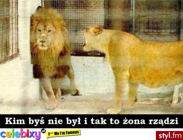Humor