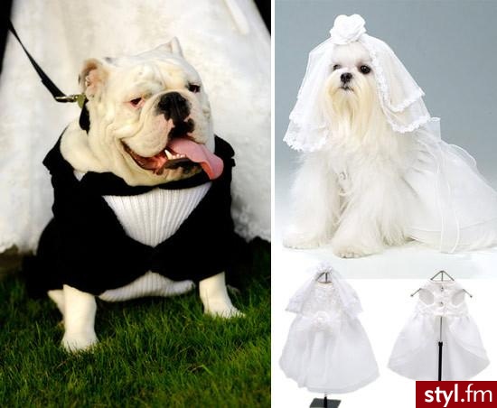 hmmm co mogę napisać wszystkiego najlepszego na nowej drodze życia:)))) - Suknie ślubne Ślub Moda