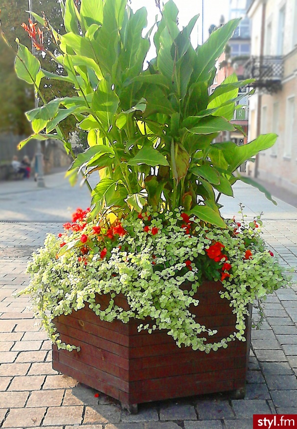 Ogród