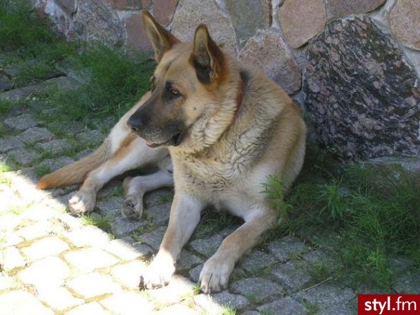 Mój wspaniały Herkules (owczarek niemiecki, waga ok. 50 kg) postrach naszego podwórka, w rzeczywistości łagodny jak baranek:) - Misz-masz