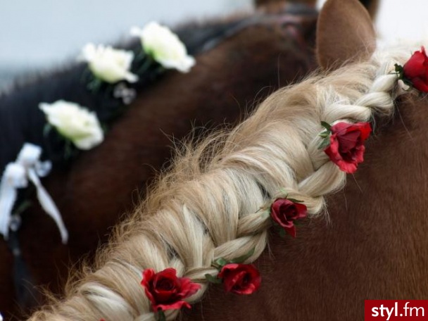 na zywo br fajnie wygladaja w bryczce - Dekoracje ślubne Ślub Moda