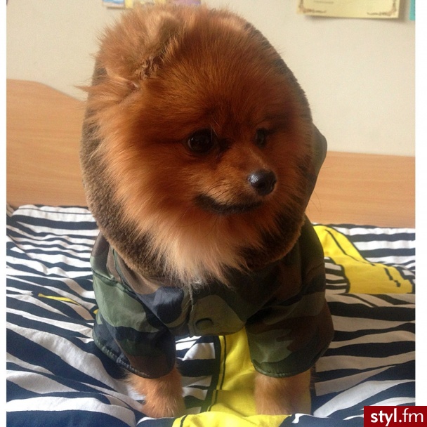 Psy Zwierzaki