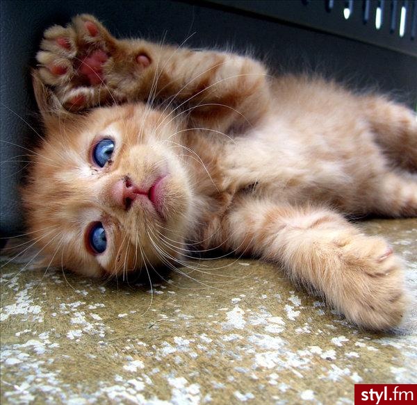 Kicia :D - Misz-masz
