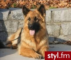 najmodrzejsze i najukanszy psiak  - Psy Zwierzaki
