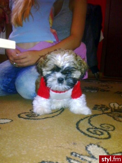 chciałam się z Wami podzielić moim SKARBEM!! 
shih tzu:) - Misz-masz
