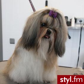 piesio shih-tzu - Misz-masz