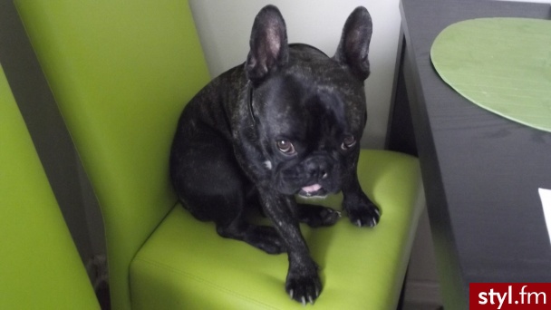 French Bulldog - Psy Zwierzaki