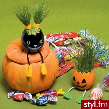 Roślinki hallowen - Misz-masz