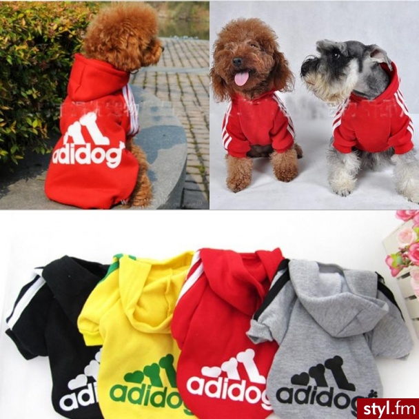 Psy Zwierzaki