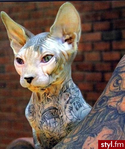 sfinksy. Kocham <3 - Tatuaże