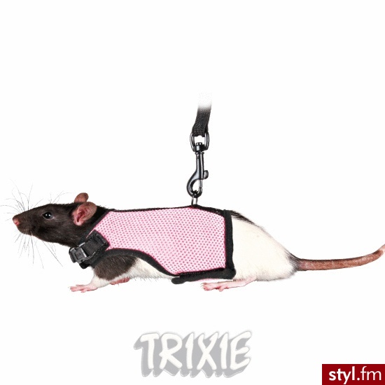 TRIXIE Szelki pełne dla szczura lub świnki morskiej 61511 - Psy Zwierzaki