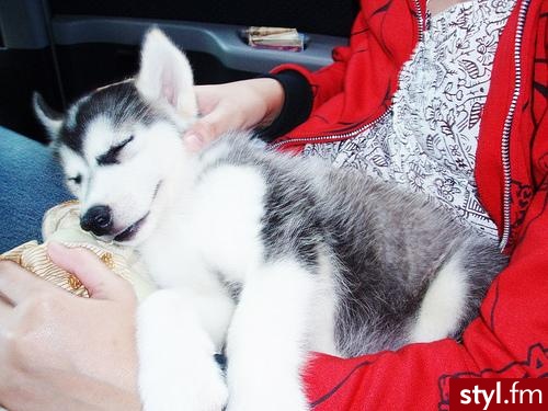 husky <33. <33 - Misz-masz