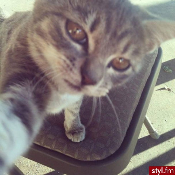 SELFIE ;P - Koty Zwierzaki