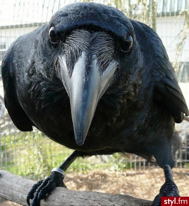 Zwierzaki