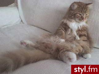 main coon znajomej ;) - Misz-masz