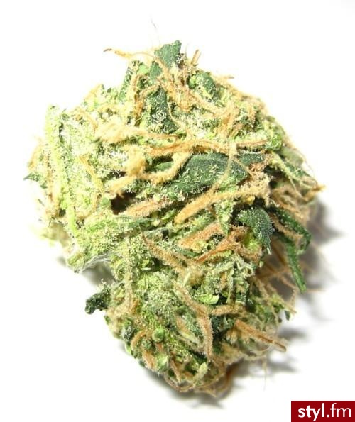Misz-masz