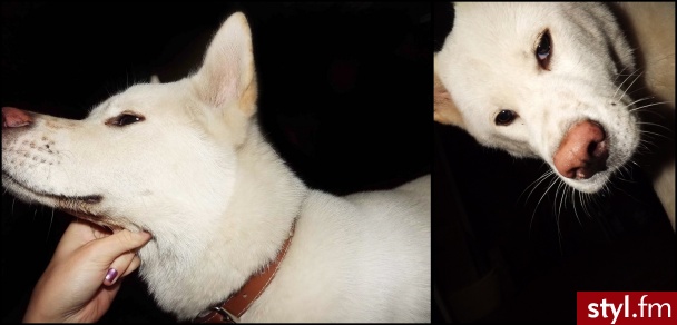 Moja Zoya Akita Inu <3 - Psy Zwierzaki