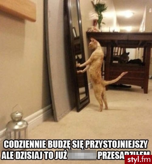 Humor