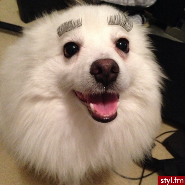 Psy Zwierzaki