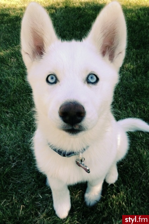 Psy Zwierzaki