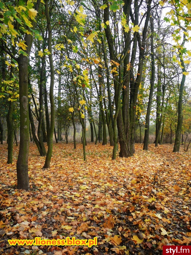 Więcej zdjęc znajdziecie w NOTCE NA BLOGU: http://lioness.blox.pl/2013/11/Jesien-2013.html - Podróże i miejsca