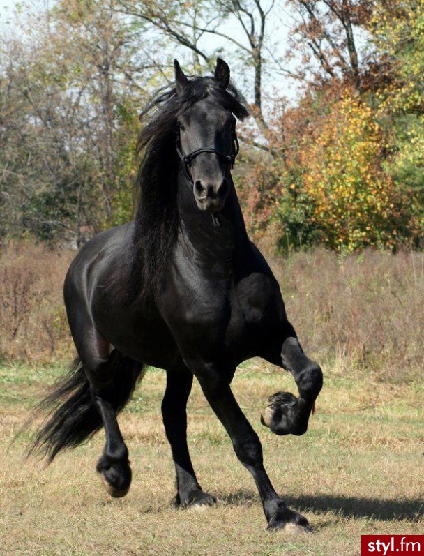 Zwierzaki