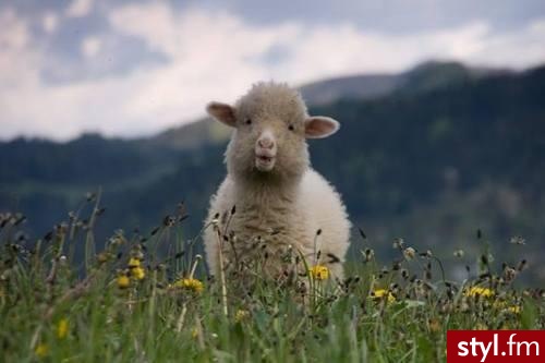 Inne Zwierzaki