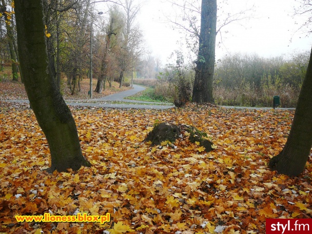 Więcej zdjęc znajdziecie w NOTCE NA BLOGU: http://lioness.blox.pl/2013/11/Jesien-2013.html - Podróże i miejsca