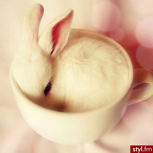 Inne Zwierzaki