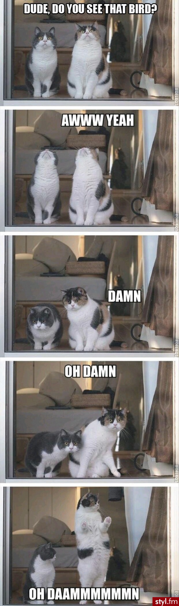 Humor
