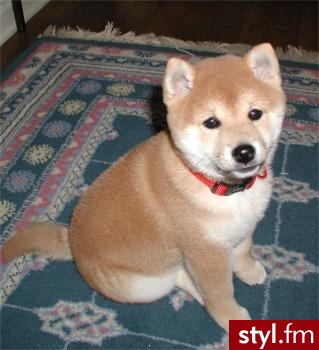 Shiba Inu. Naprawdę świetne psy :) - Misz-masz