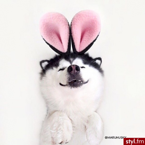 Psy Zwierzaki