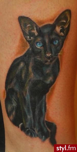 TATOO. KOTEK - Tatuaże