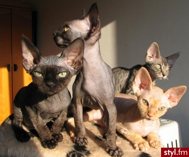 devon rex - Misz-masz