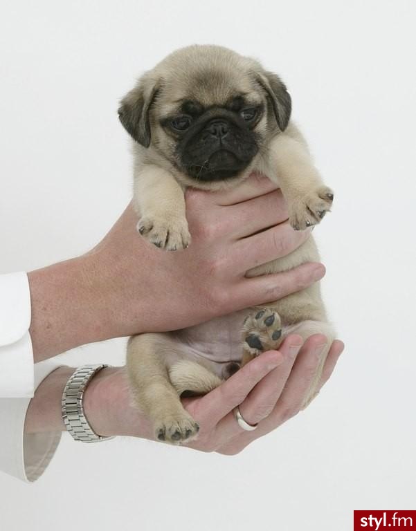 mops - Misz-masz