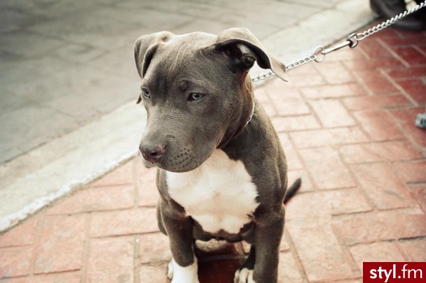 Zwierzaki