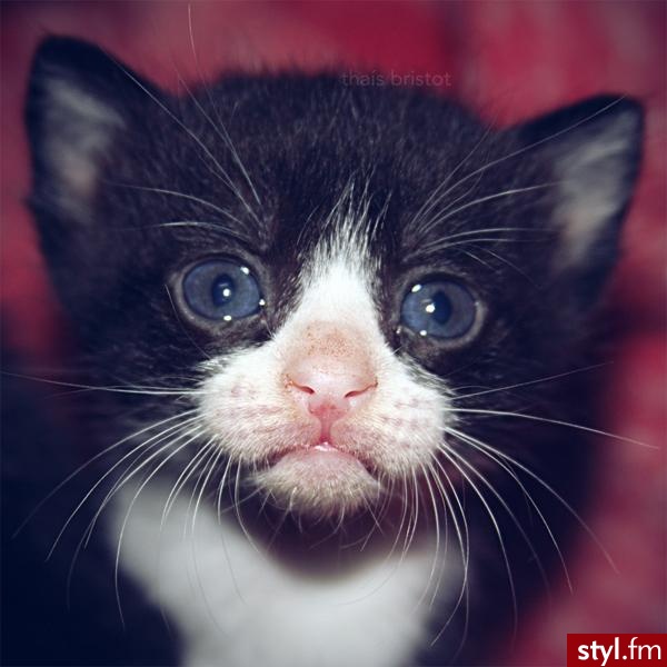 Cute - Misz-masz