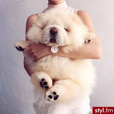 Psy Zwierzaki