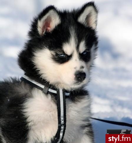 Psy Zwierzaki