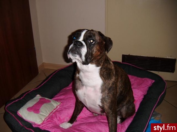 Negra. Ma już 4 lata dla tych co mylą buldogi z boxerami to jest boxer - z lekka miniaturka , posiada ADHD i jest chodzaca skarbonką bez dna . Moje małe BMW - bedziesz miec wydatki i tak jest :) ale kocham tego chrapiacego , szalejacego małego wariata - Misz-masz