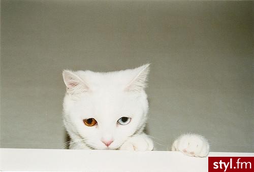 Misz-masz