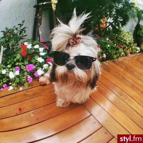 Psy Zwierzaki