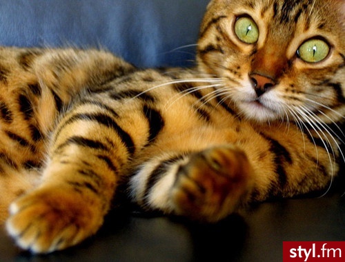 Koty Zwierzaki