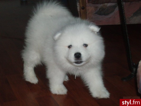 samoyed - Psy Zwierzaki