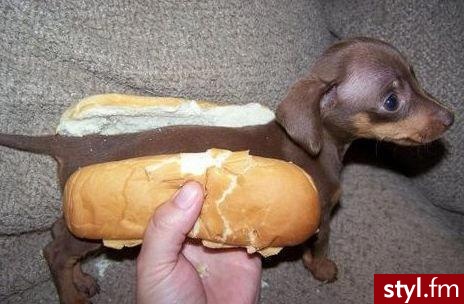 HOT-DOG - Misz-masz