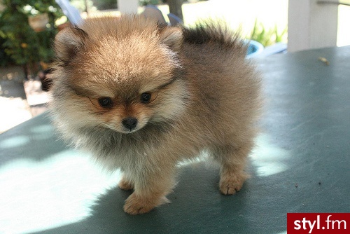 puppy pomeranian - Psy Zwierzaki