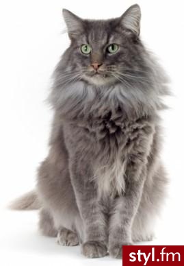 1,2 - Maine Coon, 3- kot norweski mam pytanie czy któraś z Was ma którąś rase? - Misz-masz