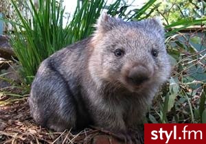 wombat - Inne Zwierzaki